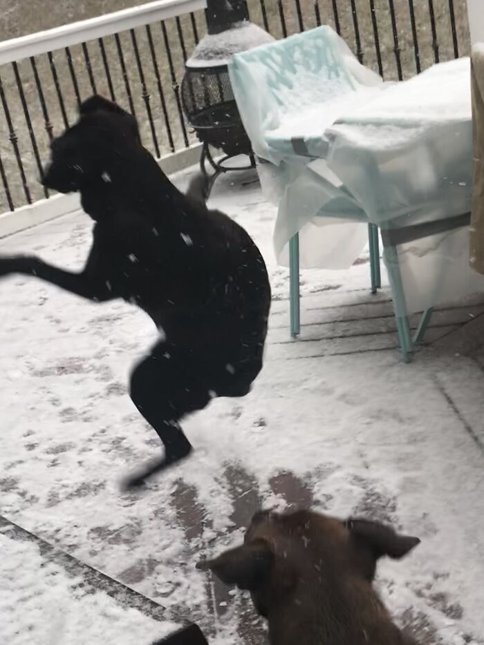 Hey Pandas, Post A Picture Of Your Pet In A Funny Pose (Closed)