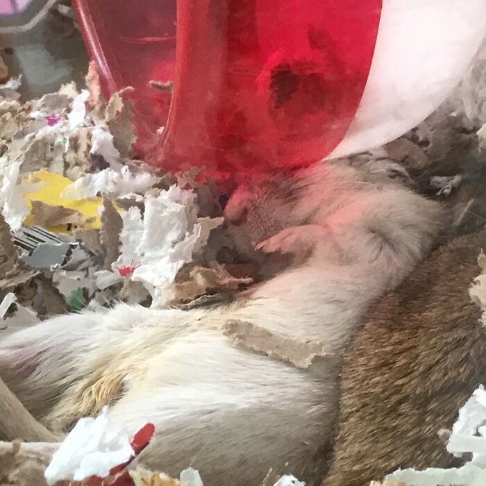 Hey Pandas, Post A Picture Of Your Pet In A Funny Pose (Closed)