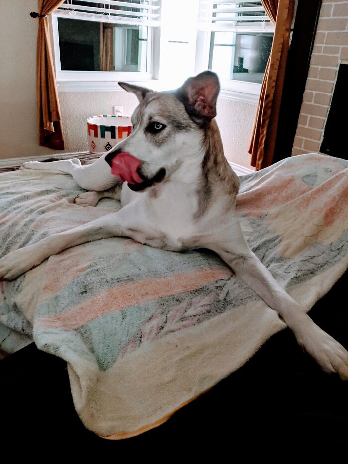 Hey Pandas, Post A Picture Of Your Pet In A Funny Pose (Closed)