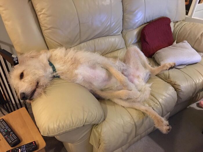 Hey Pandas, Post A Picture Of Your Pet In A Funny Pose (Closed)