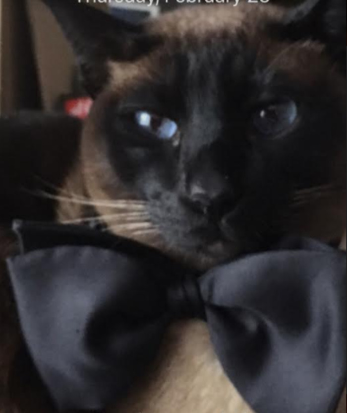 Hey Pandas, Post A Picture Of Your Pet In A Funny Pose (Closed)