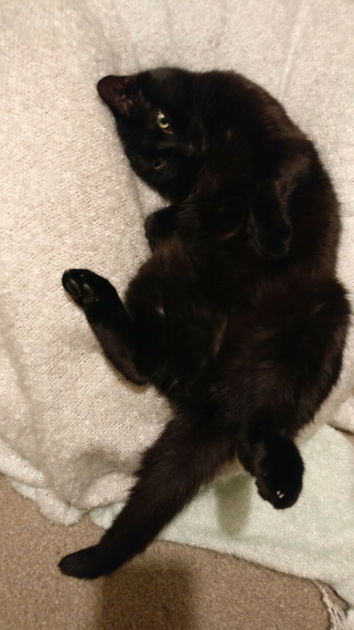 Hey Pandas, Post A Picture Of Your Pet In A Funny Pose (Closed)