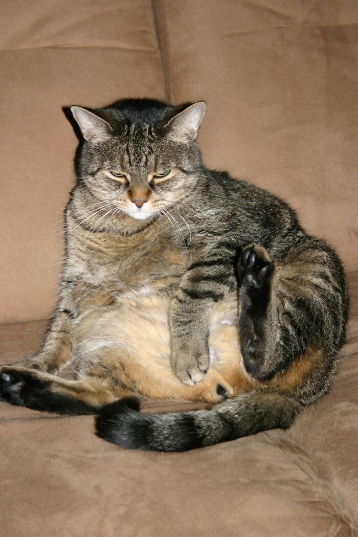 Hey Pandas, Post A Picture Of Your Pet In A Funny Pose (Closed)