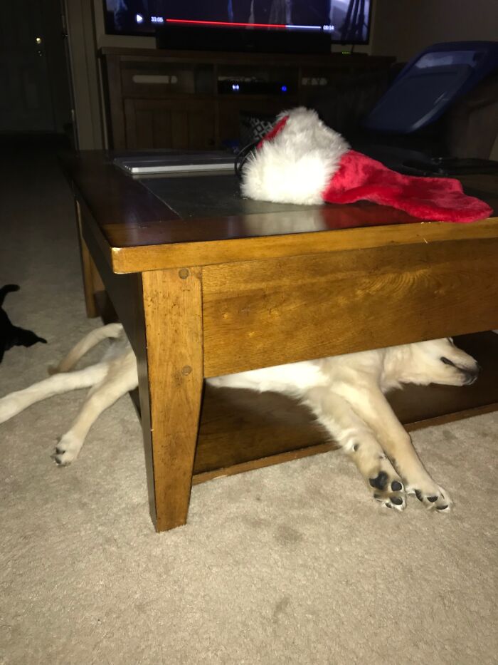 Hey Pandas, Post A Picture Of Your Pet In A Funny Pose (Closed)