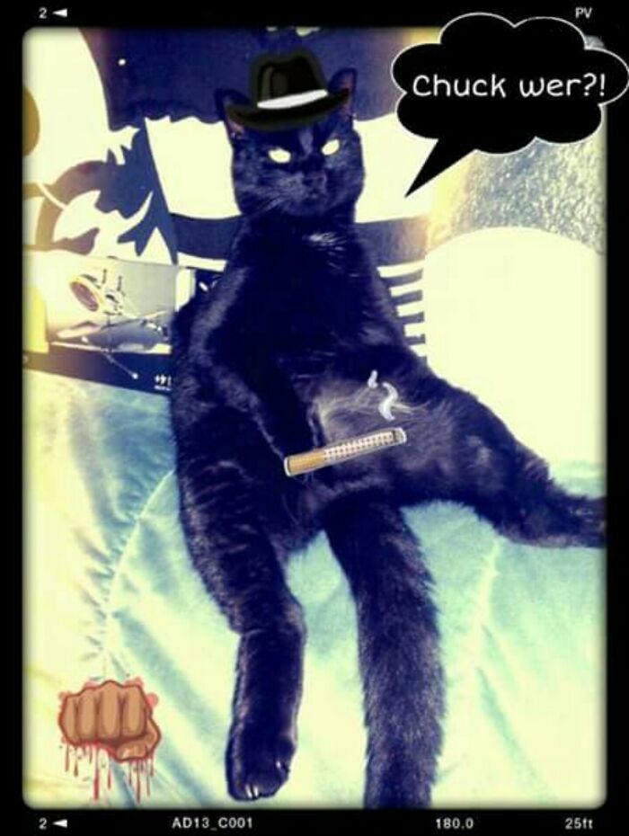 Hey Pandas, Post A Picture Of Your Pet In A Funny Pose (Closed)