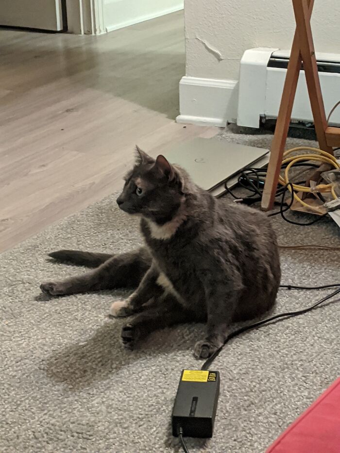 Hey Pandas, Post A Picture Of Your Pet In A Funny Pose (Closed)