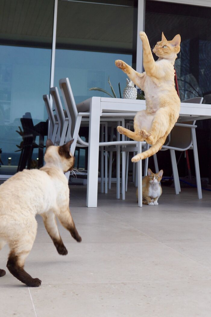 Hey Pandas, Post A Picture Of Your Pet In A Funny Pose (Closed)