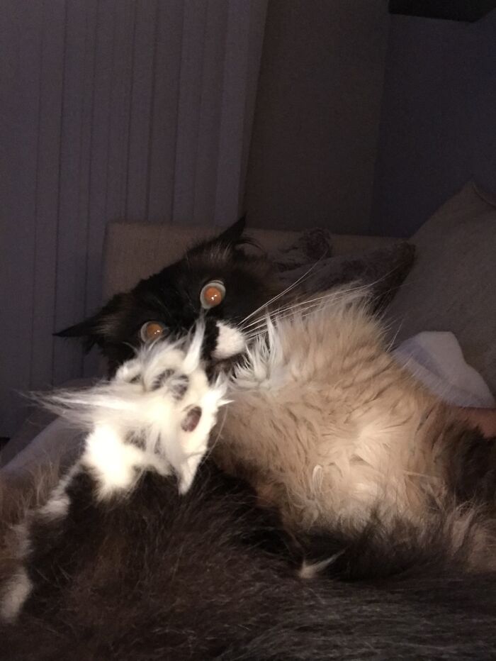 Hey Pandas, Post A Picture Of Your Pet In A Funny Pose (Closed)