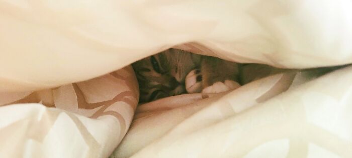 Hey Pandas, Post A Picture Of Your Pet In A Funny Pose (Closed)