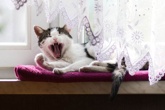 Hey Pandas, Post A Picture Of Your Pet In A Funny Pose (Closed)