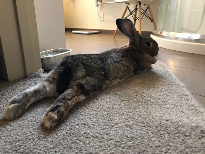 Hey Pandas, Post A Picture Of Your Pet In A Funny Pose (Closed)