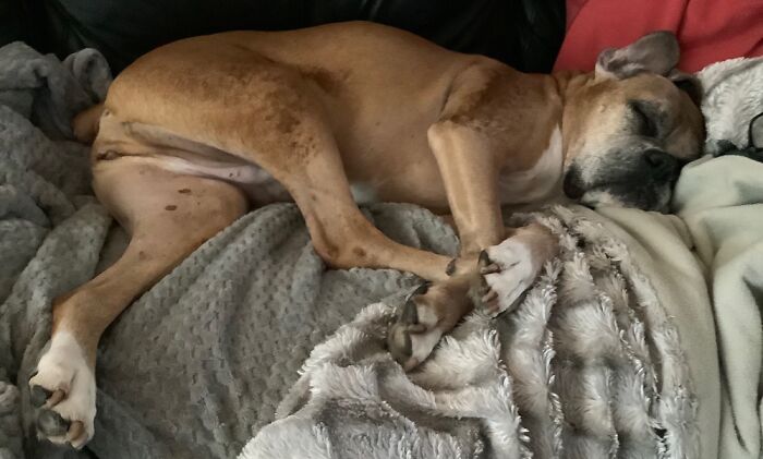 Hey Pandas, Post A Picture Of Your Pet In A Funny Pose (Closed)