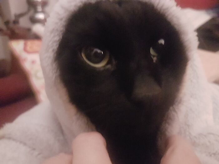 Hey Pandas, Post A Picture Of Your Pet In A Funny Pose (Closed)