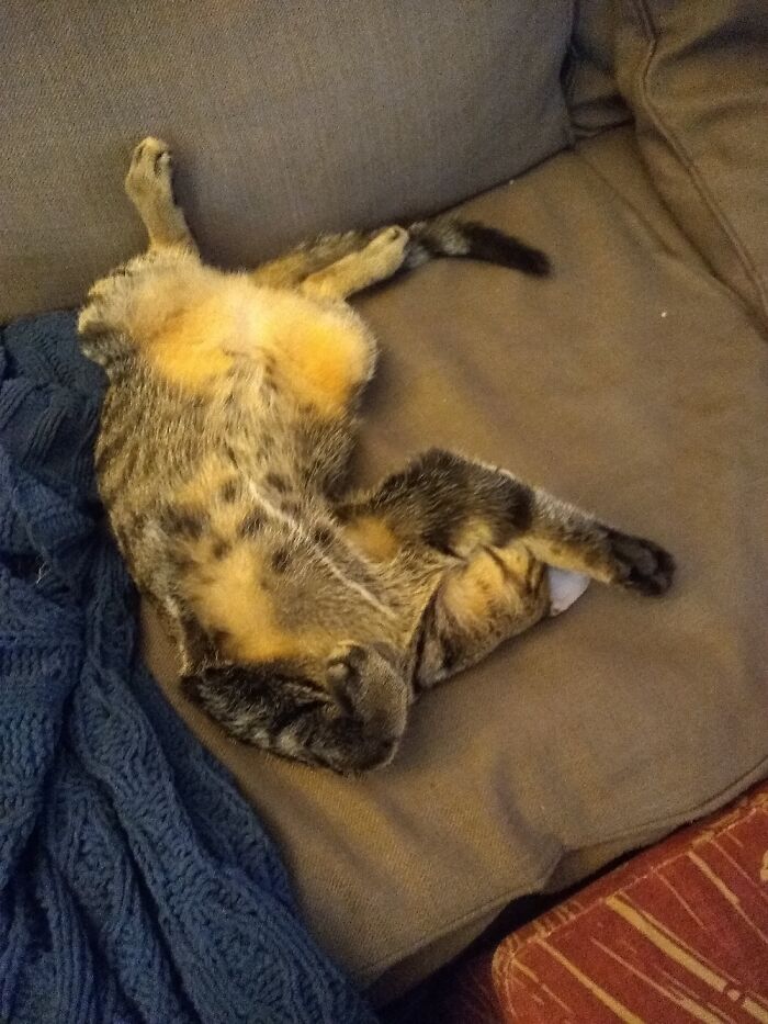 Hey Pandas, Post A Picture Of Your Pet In A Funny Pose (Closed)