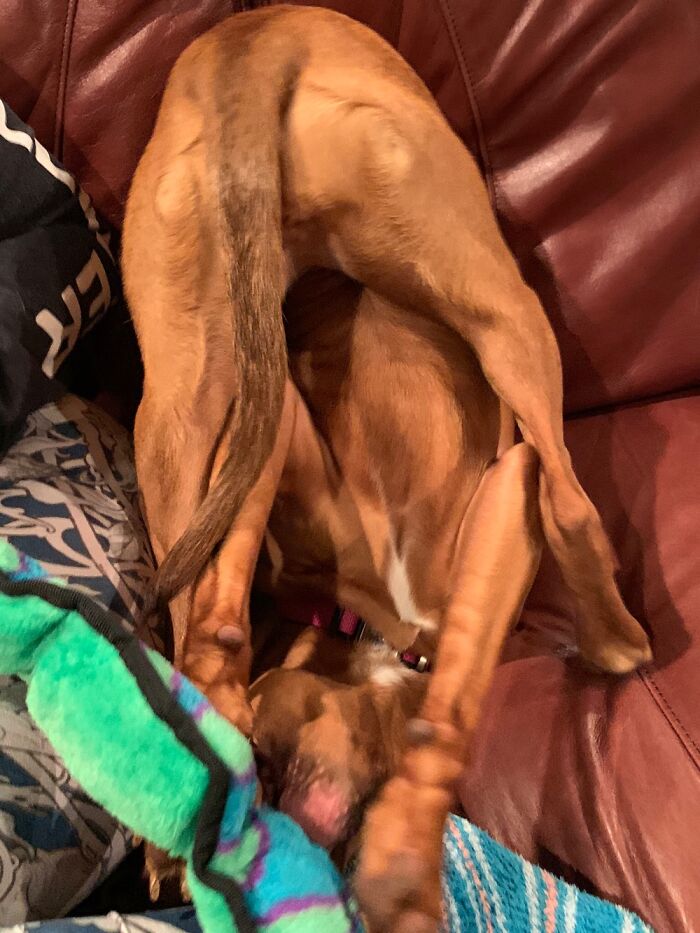 Hey Pandas, Post A Picture Of Your Pet In A Funny Pose (Closed)