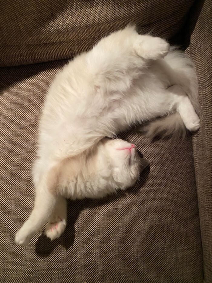 Hey Pandas, Post A Picture Of Your Pet In A Funny Pose (Closed)