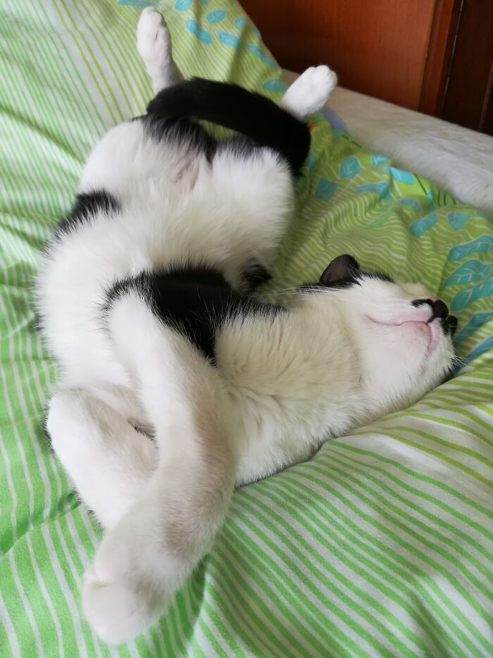 Hey Pandas, Post A Picture Of Your Pet In A Funny Pose (Closed)