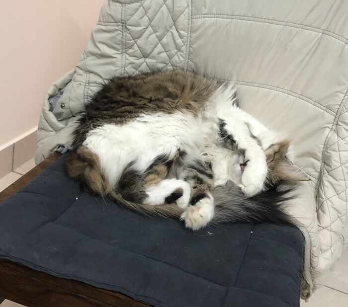 Hey Pandas, Post A Picture Of Your Pet In A Funny Pose (Closed)