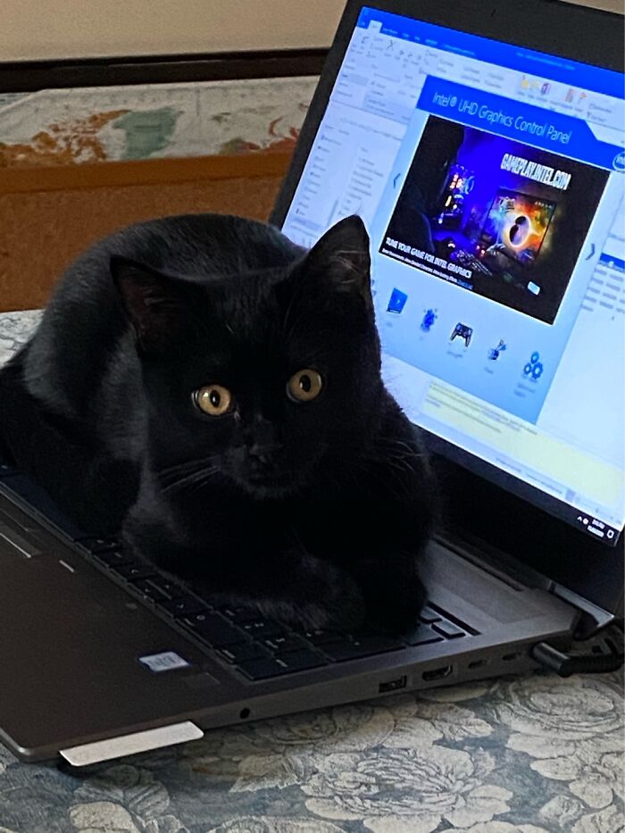 Hey Pandas, Post A Picture Of Your Pet In A Funny Pose (Closed)