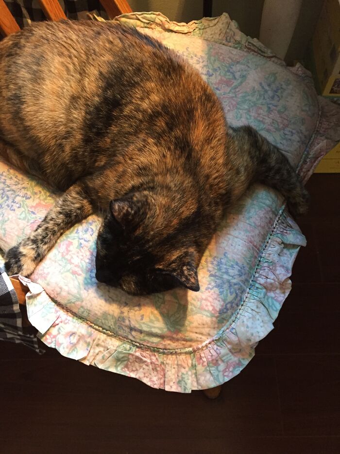 Hey Pandas, Post A Picture Of Your Pet In A Funny Pose (Closed)