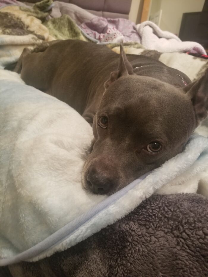 Hey Pandas, Post A Picture Of Your Pet In A Funny Pose (Closed)