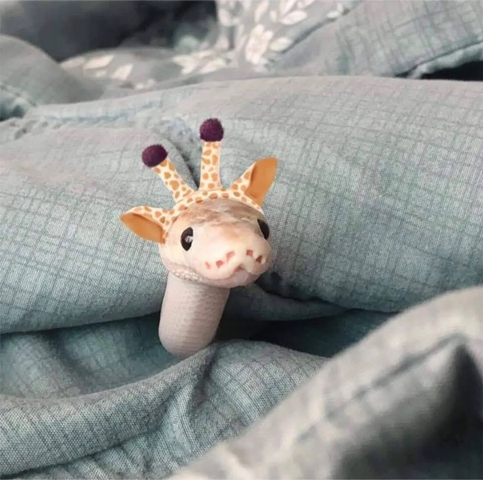 Turns Out, Hats On Snakes Are A Thing And There’s A Community Celebrating It (40 Pics) Turns Out, Hats On Snakes Are A Thing And There’s A Community Celebrating It (40 Pics)