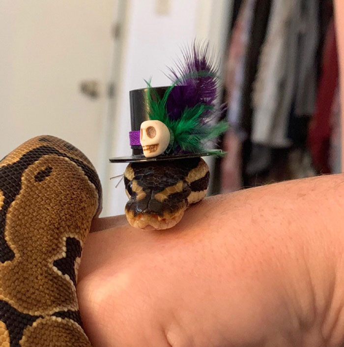 Turns Out, Hats On Snakes Are A Thing And There’s A Community Celebrating It (40 Pics) Turns Out, Hats On Snakes Are A Thing And There’s A Community Celebrating It (40 Pics)