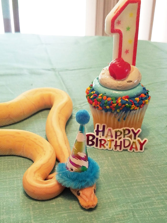 Turns Out, Hats On Snakes Are A Thing And There’s A Community Celebrating It (40 Pics) Turns Out, Hats On Snakes Are A Thing And There’s A Community Celebrating It (40 Pics)