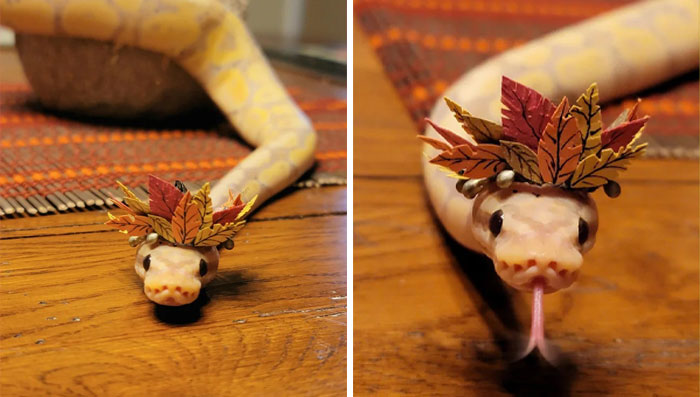 Turns Out, Hats On Snakes Are A Thing And There’s A Community Celebrating It (40 Pics) Turns Out, Hats On Snakes Are A Thing And There’s A Community Celebrating It (40 Pics)