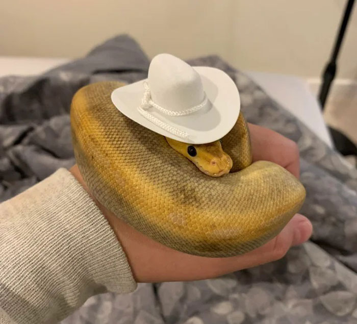 Turns Out, Hats On Snakes Are A Thing And There’s A Community Celebrating It (40 Pics) Turns Out, Hats On Snakes Are A Thing And There’s A Community Celebrating It (40 Pics)