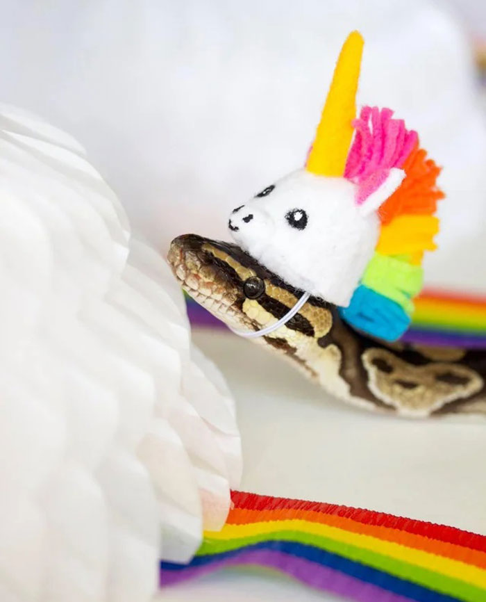Turns Out, Hats On Snakes Are A Thing And There’s A Community Celebrating It (40 Pics) Turns Out, Hats On Snakes Are A Thing And There’s A Community Celebrating It (40 Pics)