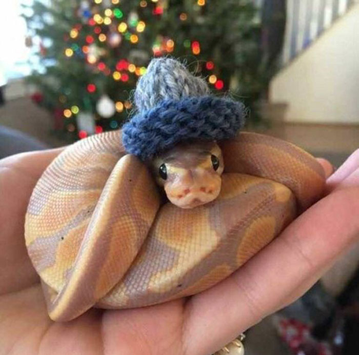Turns Out, Hats On Snakes Are A Thing And There’s A Community Celebrating It (40 Pics) Turns Out, Hats On Snakes Are A Thing And There’s A Community Celebrating It (40 Pics)