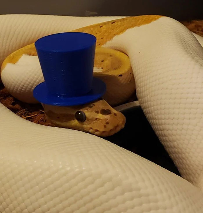 Turns Out, Hats On Snakes Are A Thing And There’s A Community Celebrating It (40 Pics) Turns Out, Hats On Snakes Are A Thing And There’s A Community Celebrating It (40 Pics)
