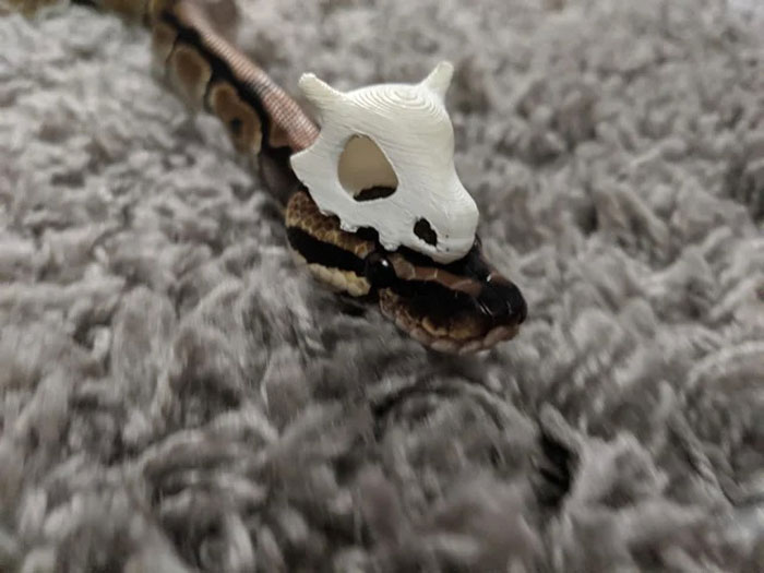 Turns Out, Hats On Snakes Are A Thing And There’s A Community Celebrating It (40 Pics) Turns Out, Hats On Snakes Are A Thing And There’s A Community Celebrating It (40 Pics)