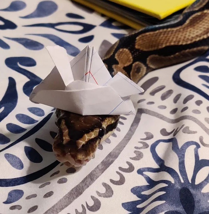 Turns Out, Hats On Snakes Are A Thing And There’s A Community Celebrating It (40 Pics) Turns Out, Hats On Snakes Are A Thing And There’s A Community Celebrating It (40 Pics)