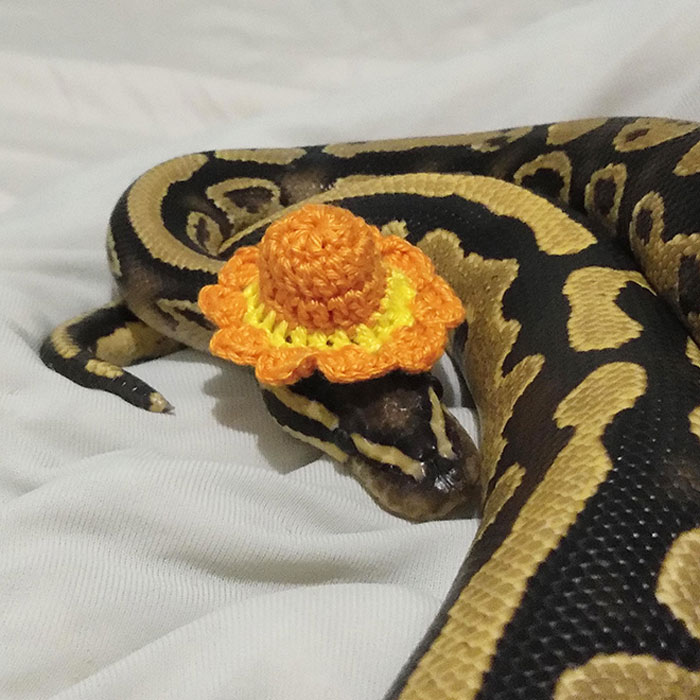 Turns Out, Hats On Snakes Are A Thing And There’s A Community Celebrating It (40 Pics) Turns Out, Hats On Snakes Are A Thing And There’s A Community Celebrating It (40 Pics)