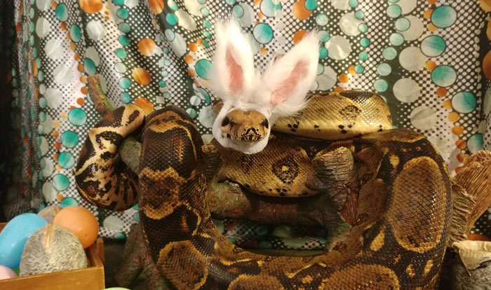 Turns Out, Hats On Snakes Are A Thing And There’s A Community Celebrating It (40 Pics) Turns Out, Hats On Snakes Are A Thing And There’s A Community Celebrating It (40 Pics)
