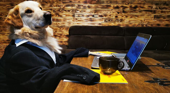 Pandas, How Well Can You Present Your Animals Working From Home? (Closed) Pandas, How Well Can You Present Your Animals Working From Home? (Closed)