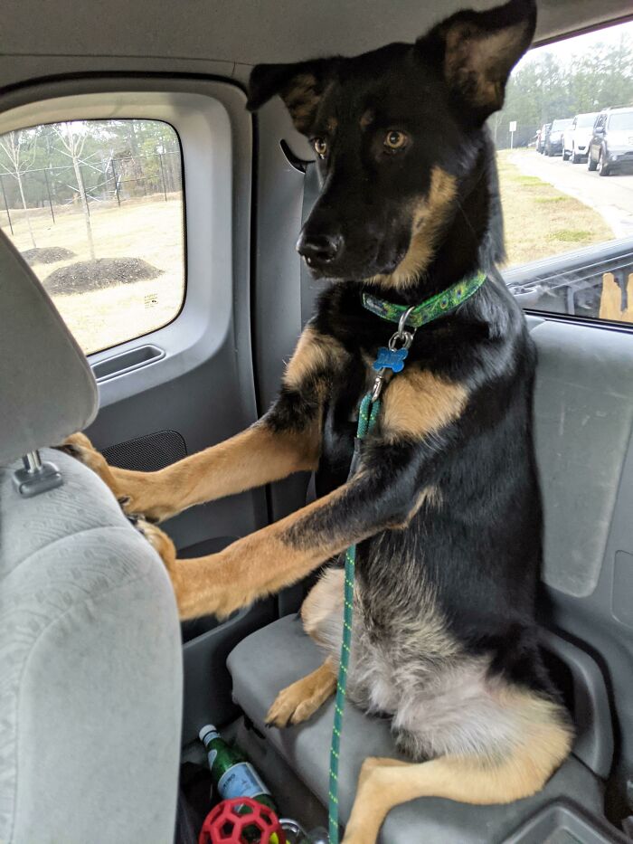 “What’s Wrong With Your Dog?”: People Are Posting Pictures Of ‘Malfunctioning’ Dogs “What’s Wrong With Your Dog?”: People Are Posting Pictures Of ‘Malfunctioning’ Dogs