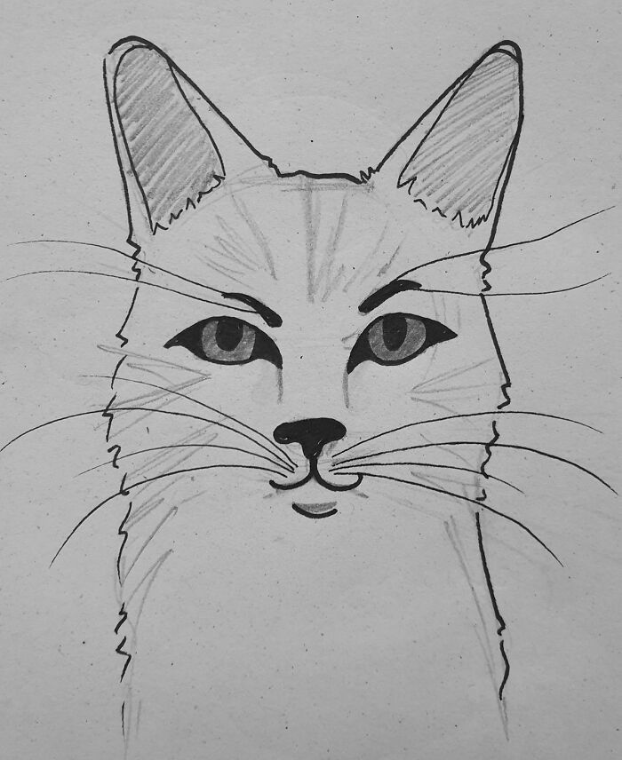 Hey Pandas, Draw The Most Realistic Cat You Can (Closed)