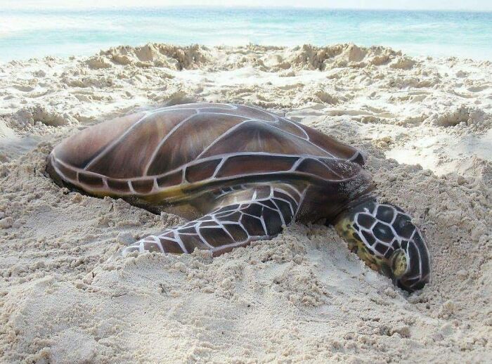 Artist Transforms Human Body Into Incredible Optical Illusions (70 pics) Artist Transforms Human Body Into Incredible Optical Illusions (70 pics)