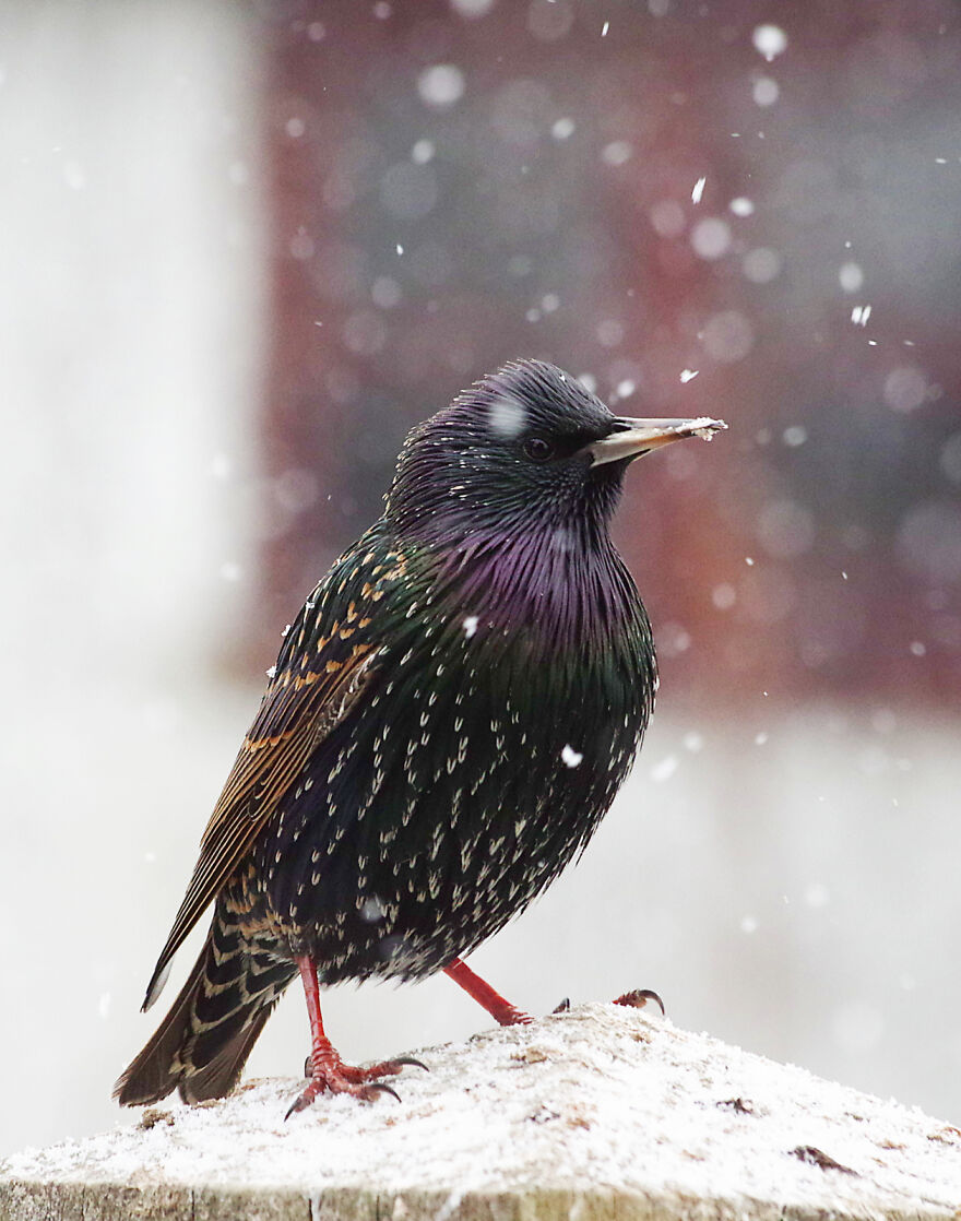 I Photographed Birds That Visit Our Feeder In The Garden (40 Pics) I Photographed Birds That Visit Our Feeder In The Garden (40 Pics)