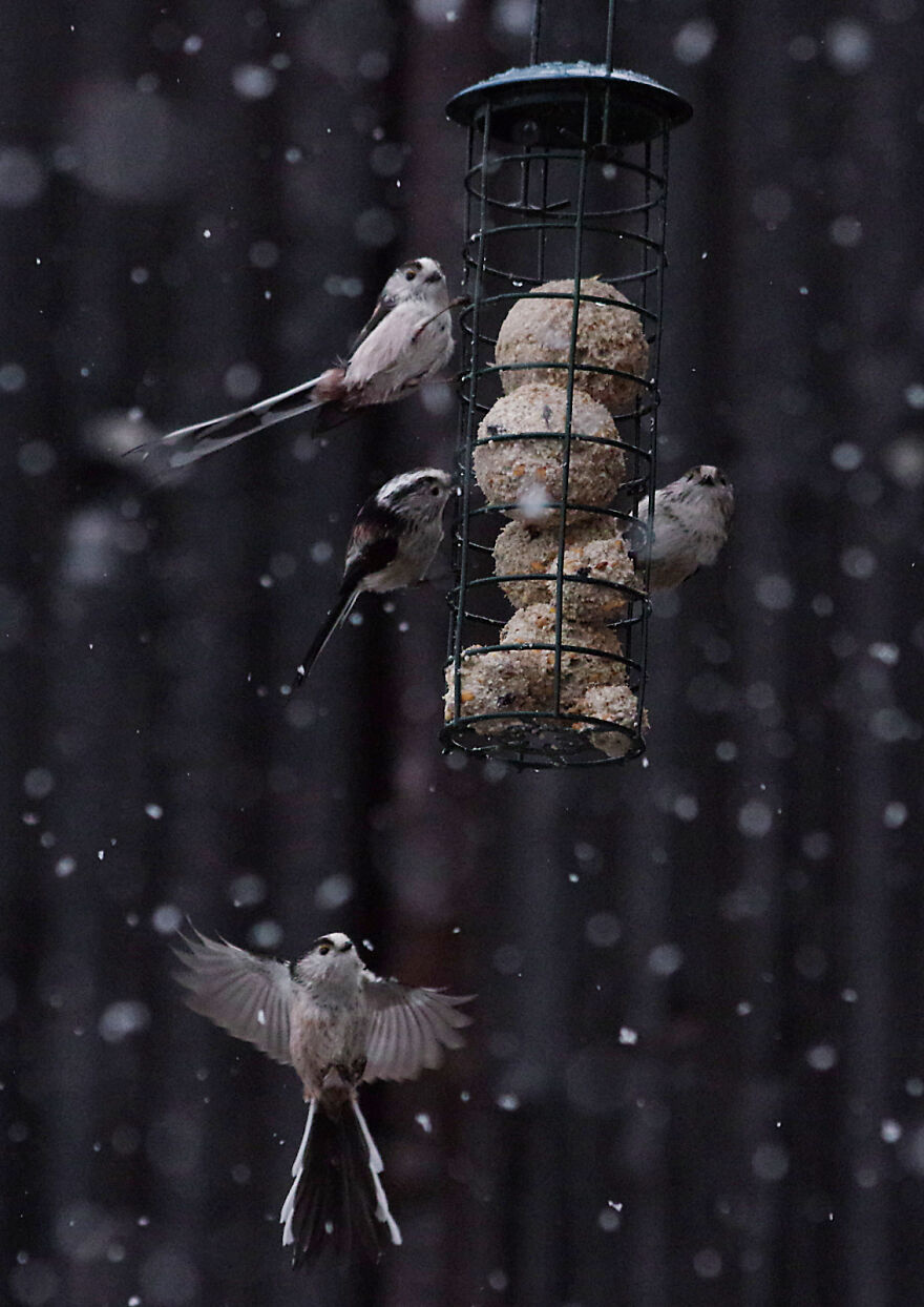 I Photographed Birds That Visit Our Feeder In The Garden (40 Pics) I Photographed Birds That Visit Our Feeder In The Garden (40 Pics)