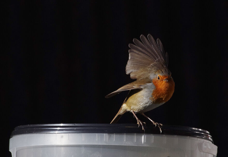 I Photographed Birds That Visit Our Feeder In The Garden (40 Pics) I Photographed Birds That Visit Our Feeder In The Garden (40 Pics)