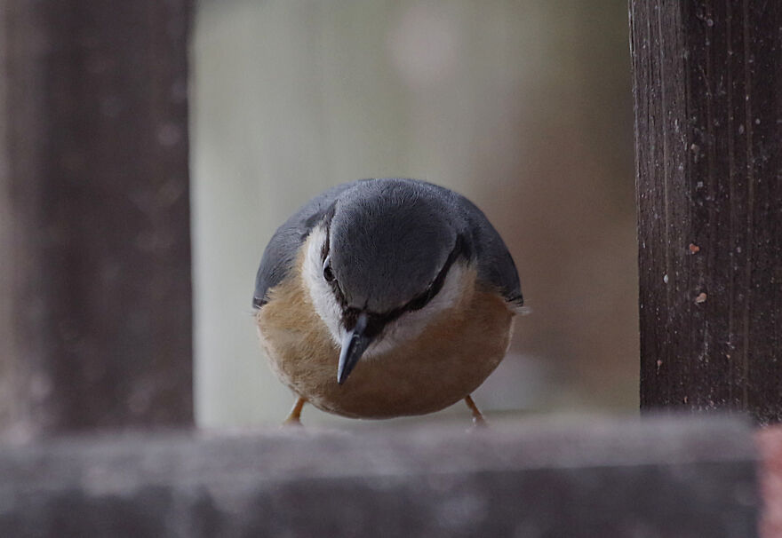 I Photographed Birds That Visit Our Feeder In The Garden (40 Pics) I Photographed Birds That Visit Our Feeder In The Garden (40 Pics)