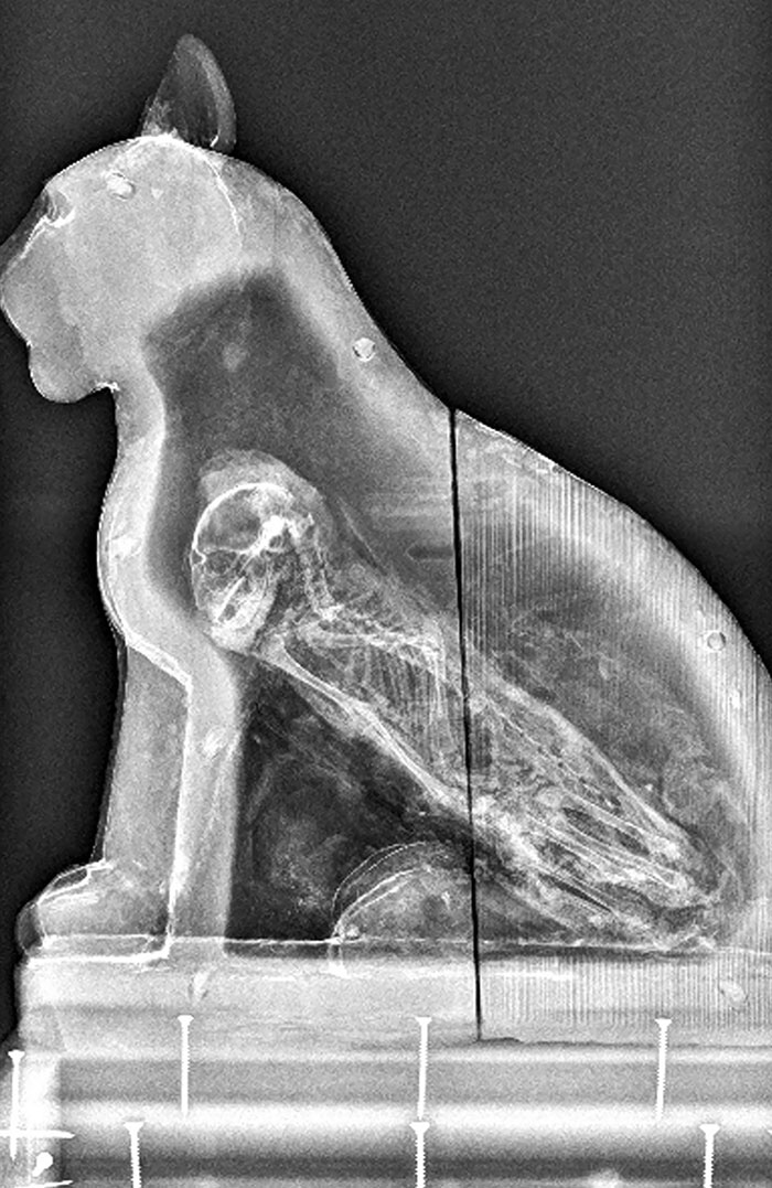 50 Times People X-Rayed Things And Got Interesting Results