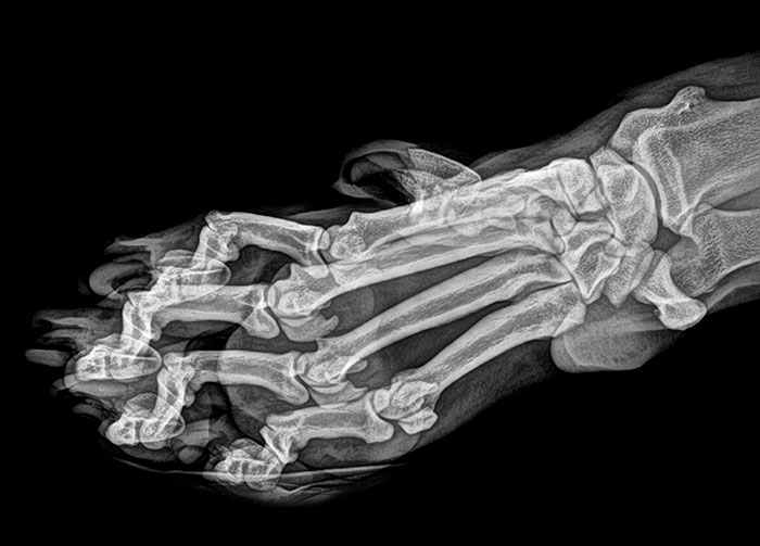 50 Times People X-Rayed Things And Got Interesting Results