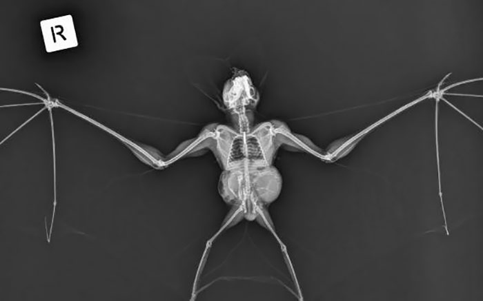 50 Times People X-Rayed Things And Got Interesting Results