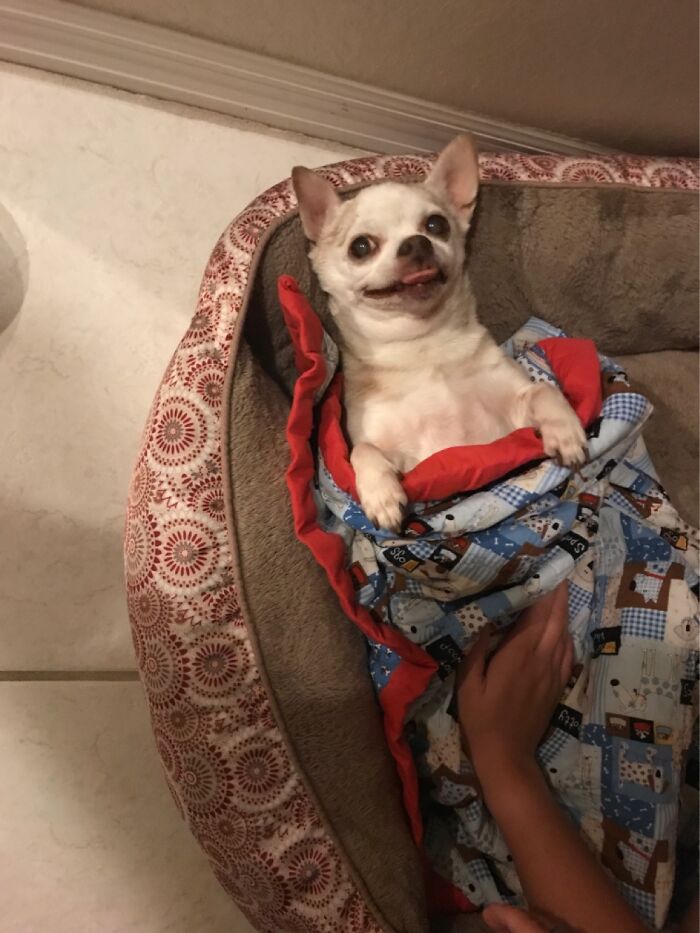 Hey Pandas, Share The Funniest Picture Of Your Pet Hey Pandas, Share The Funniest Picture Of Your Pet