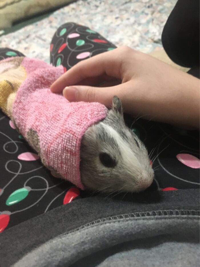 Hey Pandas, Share The Funniest Picture Of Your Pet Hey Pandas, Share The Funniest Picture Of Your Pet